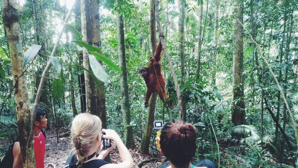 Orangutantreksumatra & Lovely Jungle Lodge Only Book If You Are Treking With Us Bukit Lawang Zewnętrze zdjęcie