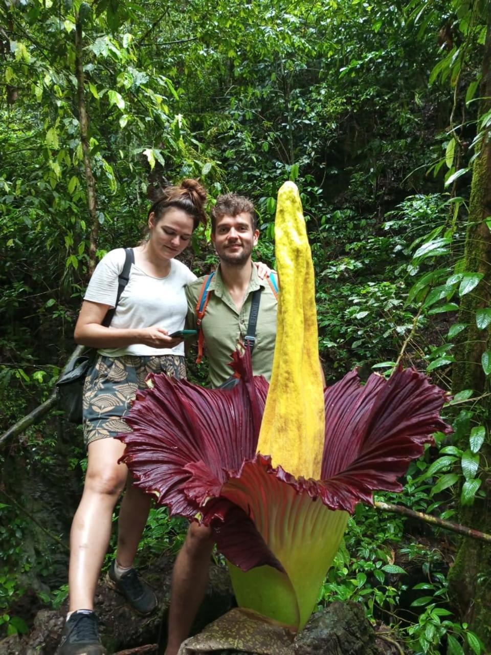 Orangutantreksumatra & Lovely Jungle Lodge Only Book If You Are Treking With Us Bukit Lawang Zewnętrze zdjęcie